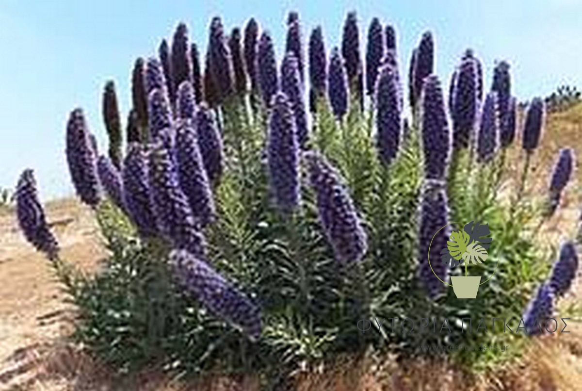 🌸 ΕΧΙΟΥΜ – Echium candicans - 2